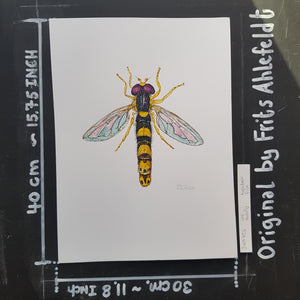 Dw00756 Original Long hoverfly watercolor