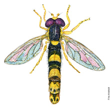 Load image into Gallery viewer, Dw00756 Original Long hoverfly watercolor
