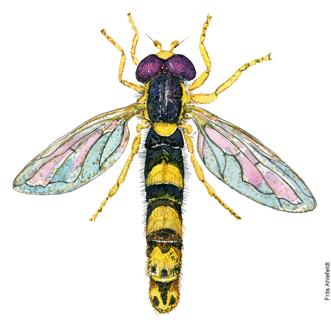 Dw00756 Original Long hoverfly watercolor