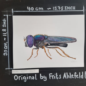 Dw00757 Original Cheilosia pagana hoverfly watercolor