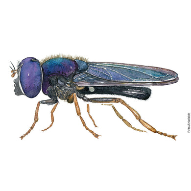 Dw00757 Original Cheilosia pagana hoverfly watercolor