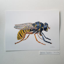 Load image into Gallery viewer, Dw00758 Original temnostoma vespiforme hoverfly watercolor