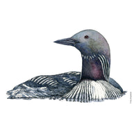 Dw00786 Original Arctic loon watercolor