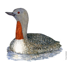 Load image into Gallery viewer, Dw00787 Original Red-throated loon watercolor