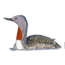 Load image into Gallery viewer, Dw00788 Original Red-throated loon watercolor