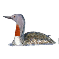Dw00788 Original Red-throated loon watercolor
