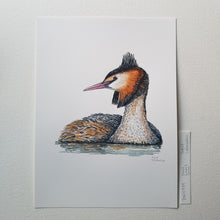 Load image into Gallery viewer, Dw00789 Original Great crested grebe watercolor