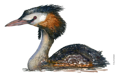 Dw00792 Original A4 Great crested grebe watercolor