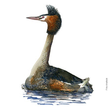 Load image into Gallery viewer, Dw00794 Original Great crested grebe watercolor