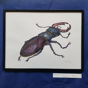 Dw00796 Original European stag beetle watercolor