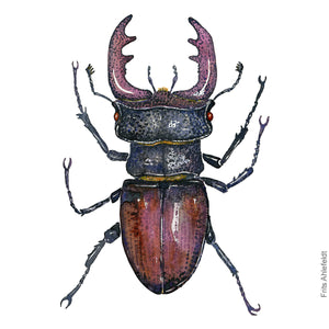 Dw00797 Original European stag beetle watercolor