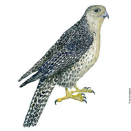 Dw00798 Original Gyrfalcon watercolor