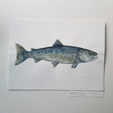 Load image into Gallery viewer, Dw00812 Original Trout watercolor