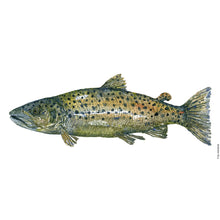 Load image into Gallery viewer, Dw00813 Original Trout watercolor