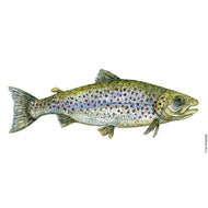 Dw00814 Original Trout watercolor