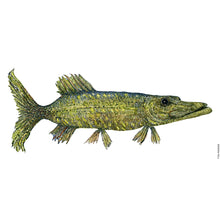 Load image into Gallery viewer, Dw00817 Original pike watercolor