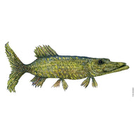 Dw00817 Original pike watercolor