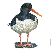 Load image into Gallery viewer, Dw00819 Original A4 Eurasian oyster catcher watercolor