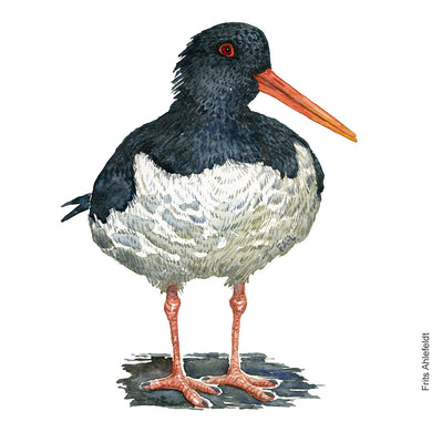 Dw00819 Original A4 Eurasian oyster catcher watercolor