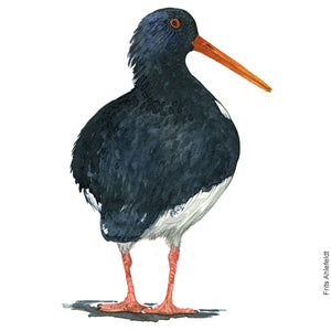 Dw00821 Original A4 Eurasian oyster catcher watercolor