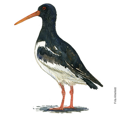 Dw00822 Original A4 Eurasian oyster catcher watercolor