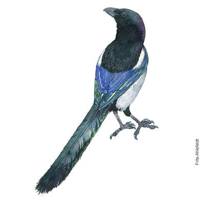 Dw00823 Original A4 European magpie watercolor