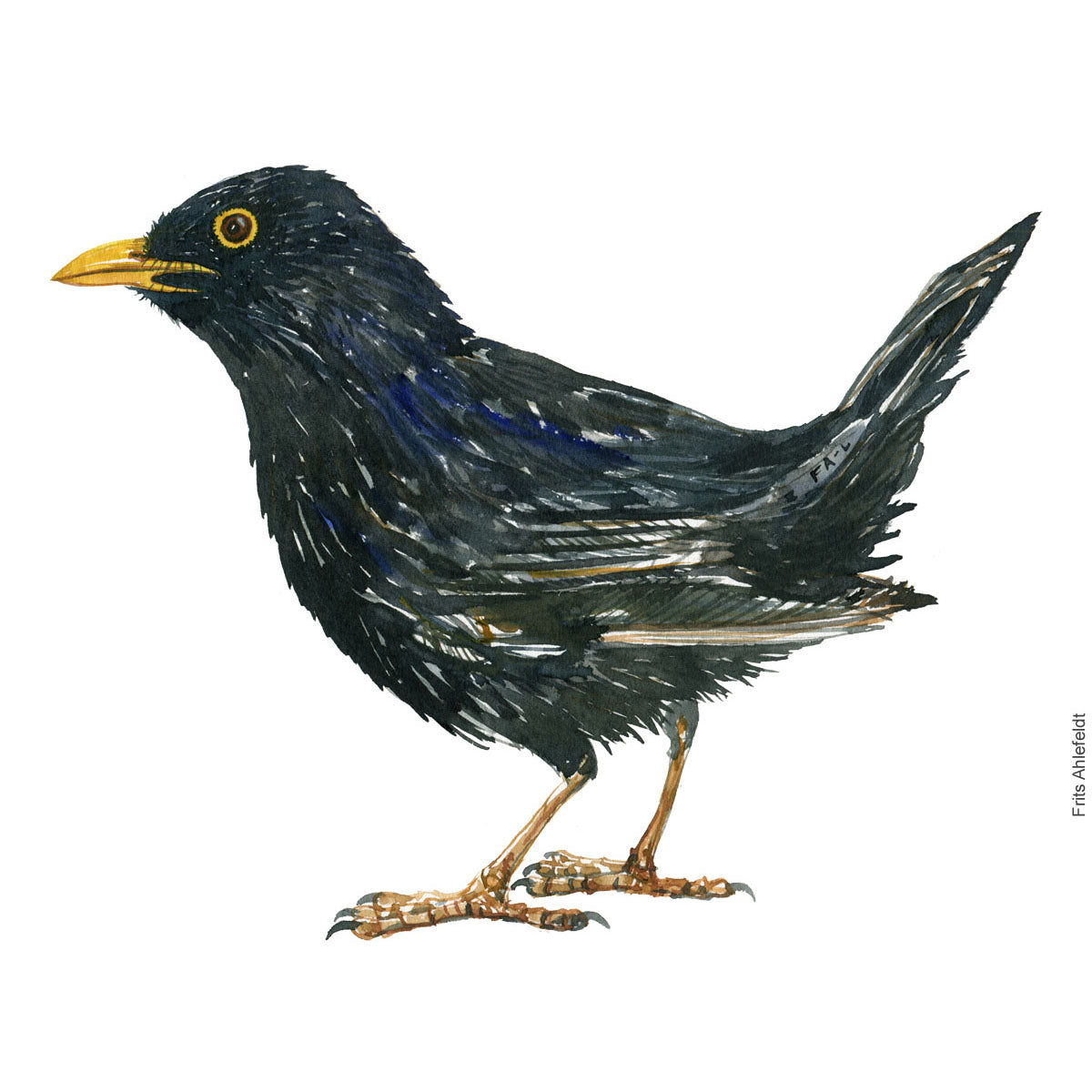 Dw00829 Original Blackbird watercolor – Frits Ahlefeldt Art