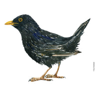 Dw00829 Original Blackbird watercolor