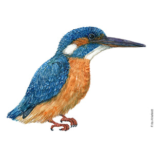 Dw00841 Original Eurasian kingfisher watercolor