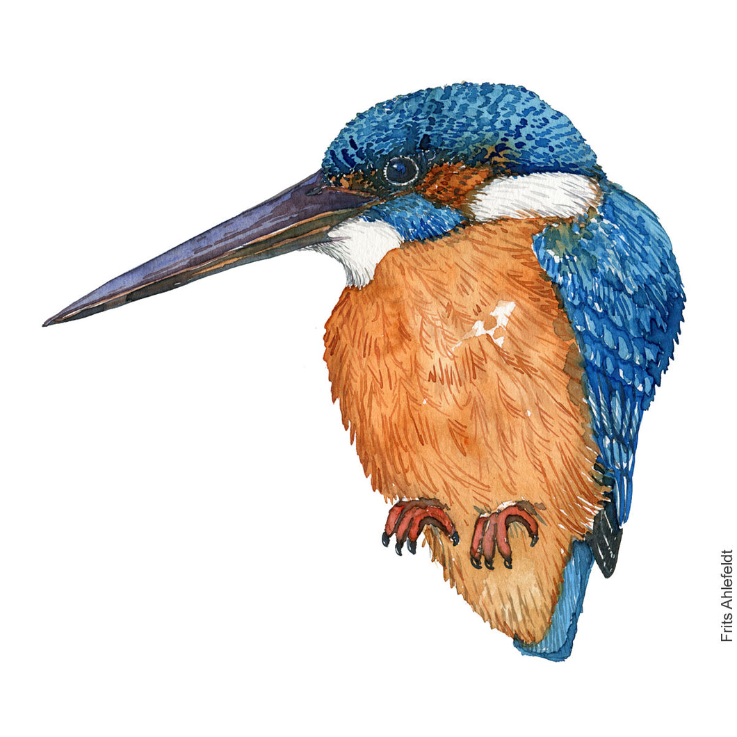 Dw00842 Original Eurasian kingfisher watercolor