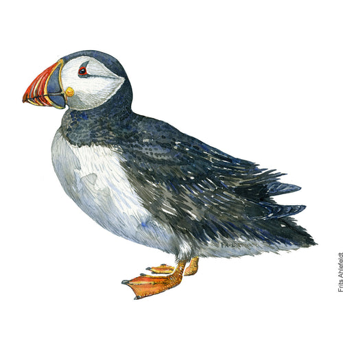 Dw00857Original Atlantic puffin watercolor