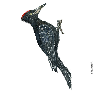 Dw00870 Original A4 Black woodpecker watercolor