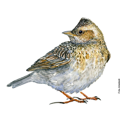 Dw00875 Original Eurasian skylark watercolor