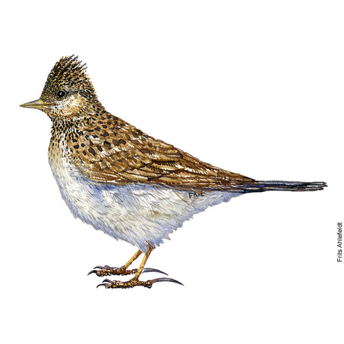 Dw00877 Original Eurasian skylark watercolor