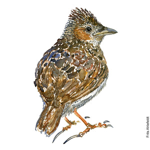 Dw00881 Original A4 Eurasian skylark watercolor