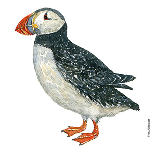 Dw00885 Original A4 Atlantic puffin watercolor