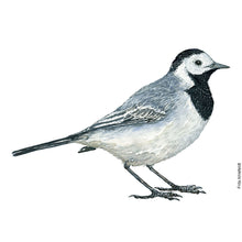 Load image into Gallery viewer, Dw00887 Original White wagtail watercolor