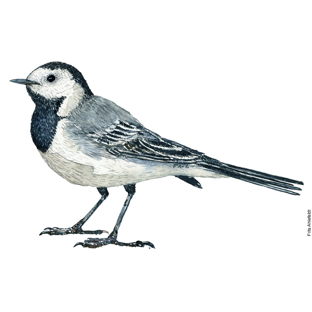 Dw00888 Original White wagtail watercolor