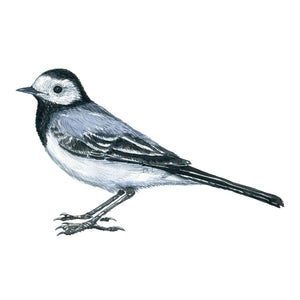 Dw00890 Original A4 White wagtail watercolor