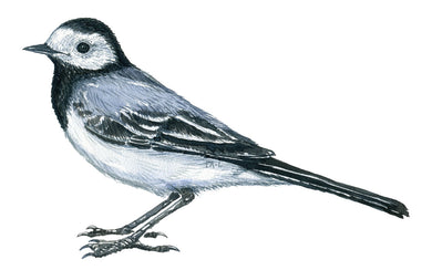 Dw00890 Original A4 White wagtail watercolor