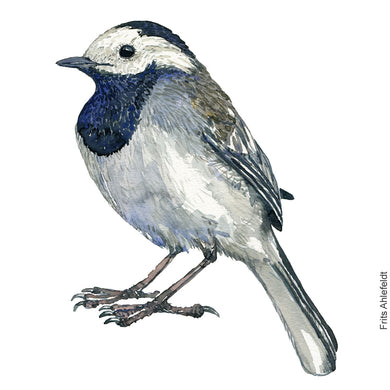 Dw00891 Original A4 White wagtail watercolor