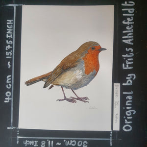 Dw00893 Original European robin watercolor
