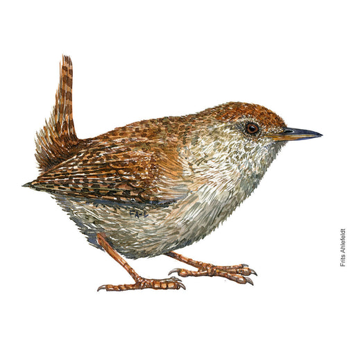 Dw00905 Original Eurasian wren watercolor