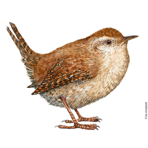 Dw00906 Original Eurasian wren watercolor