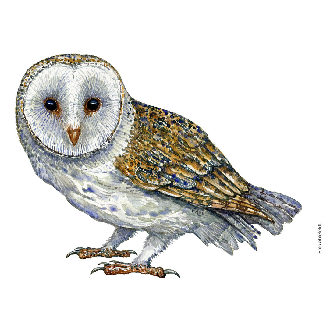 Dw00913 Original Barn owl watercolor