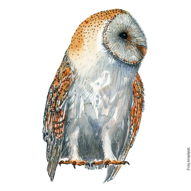 Dw00914 Original A4 Barn owl watercolor