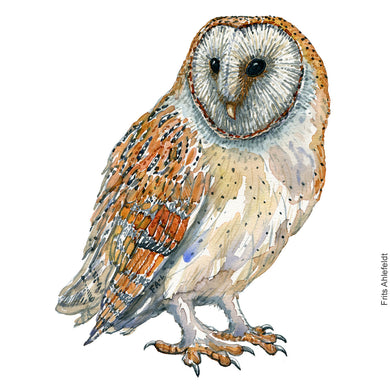 Dw00916 Original A4 Barn owl watercolor