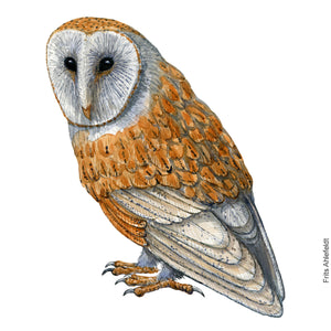 Dw00918 Original Barn owl watercolor