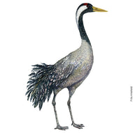 Dw00926 Original Eurasian crane watercolor