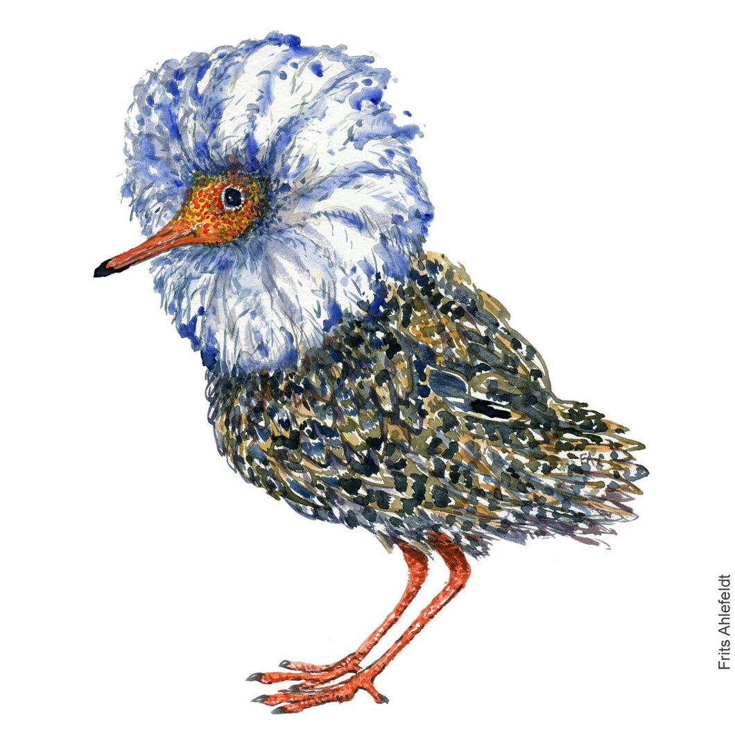 Dw00939 Original Ruff watercolor